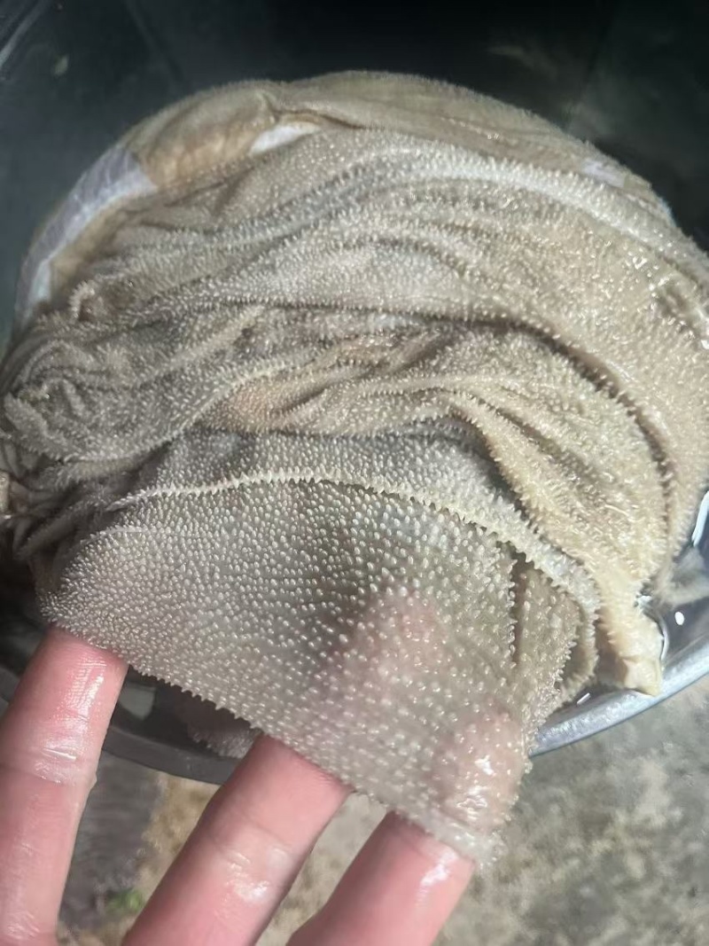 鲜毛肚