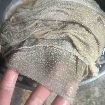 鲜毛肚