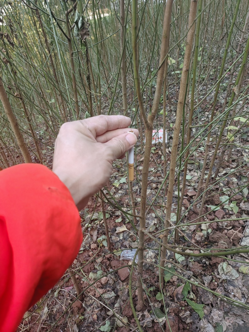 四川成都大邑南高青梅苗。