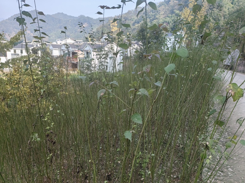四川成都大邑南高青梅苗。
