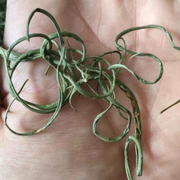 长白山特产正宗肾精草化石草嗷嗷叫