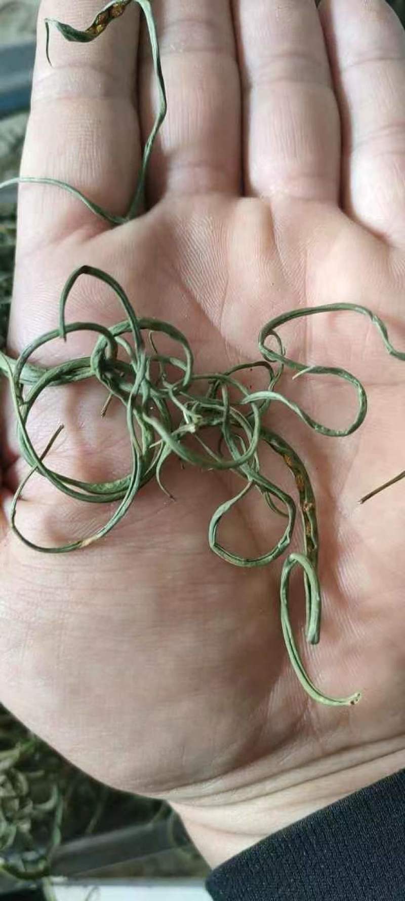 长白山特产正宗肾精草化石草嗷嗷叫