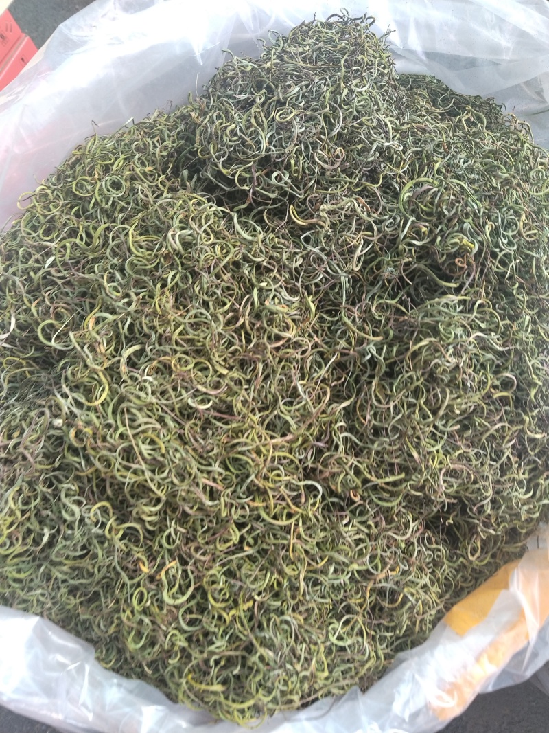 长白山特产正宗肾精草化石草嗷嗷叫
