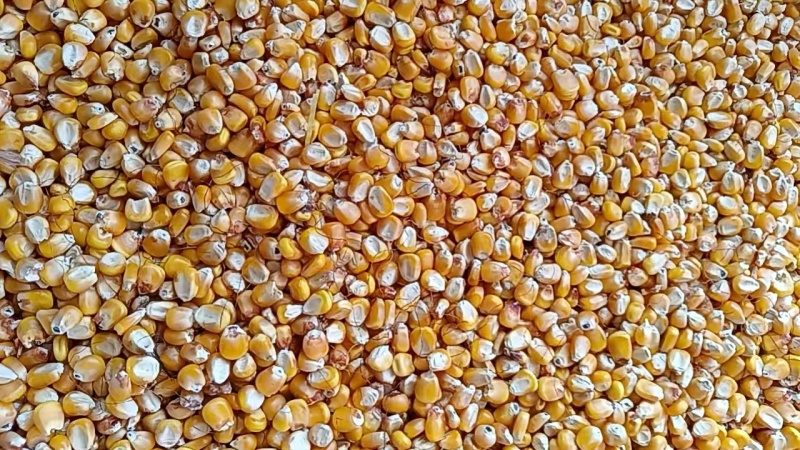 内蒙古托克托县黄玉米粒，原产地发货，质量好，颗粒饱满
