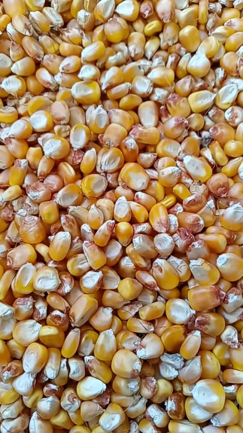 内蒙古托克托县黄玉米粒，原产地发货，质量好，颗粒饱满