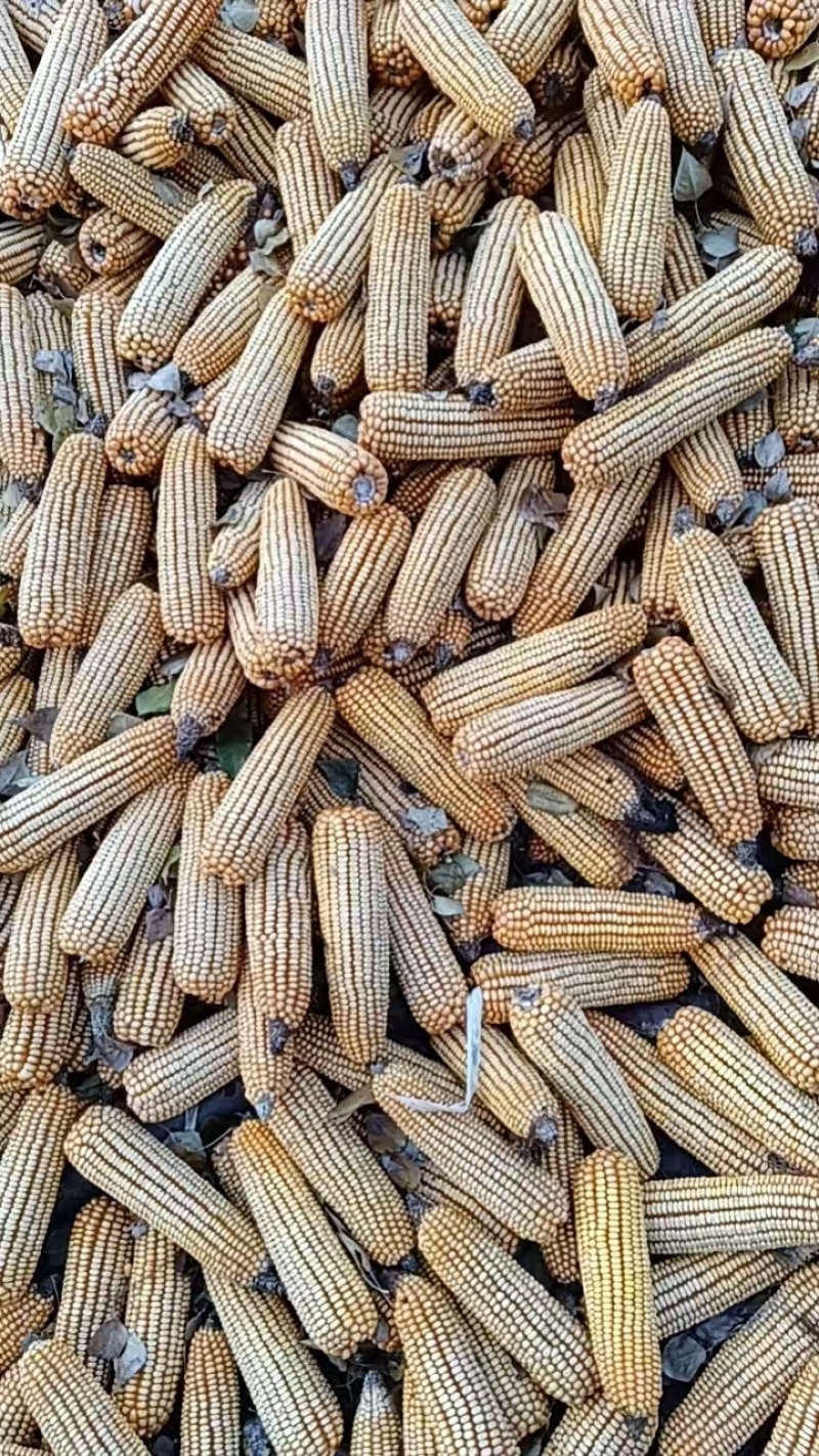 内蒙古托克托县黄玉米粒，原产地发货，质量好，颗粒饱满