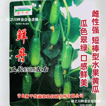 鲜丹水果黄瓜种子甜脆鲜美节节有瓜高产短棒型小黄瓜种子