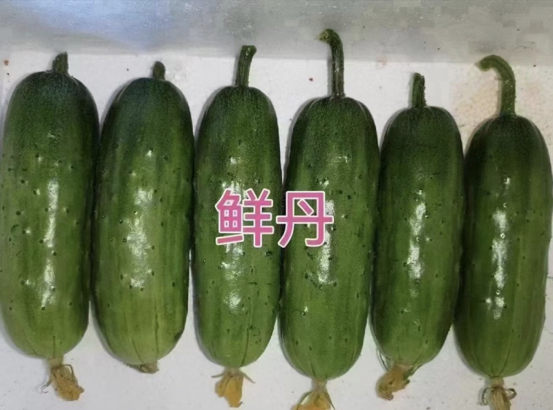 鲜丹水果黄瓜种子甜脆鲜美节节有瓜高产短棒型小黄瓜种子