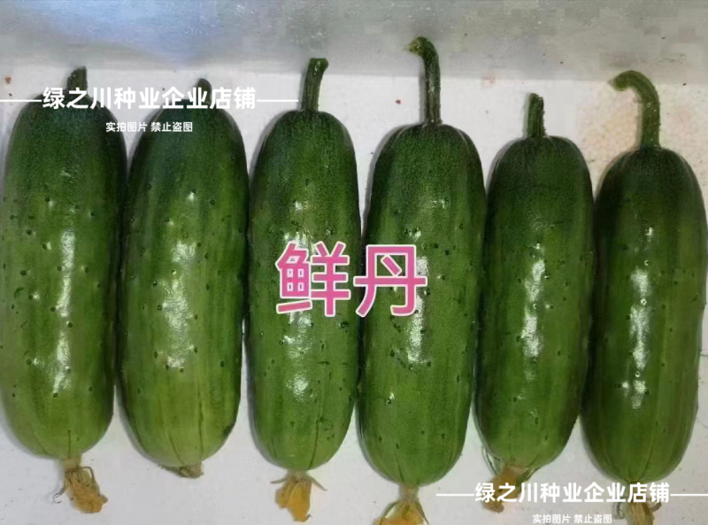 鲜丹水果黄瓜种子甜脆鲜美节节有瓜高产短棒型小黄瓜种子