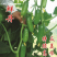 鲜丹水果黄瓜种子甜脆鲜美节节有瓜高产短棒型小黄瓜种子