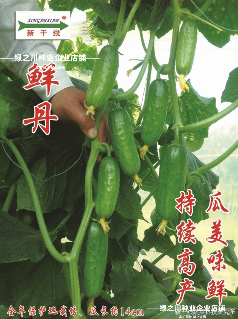 鲜丹水果黄瓜种子甜脆鲜美节节有瓜高产短棒型小黄瓜种子