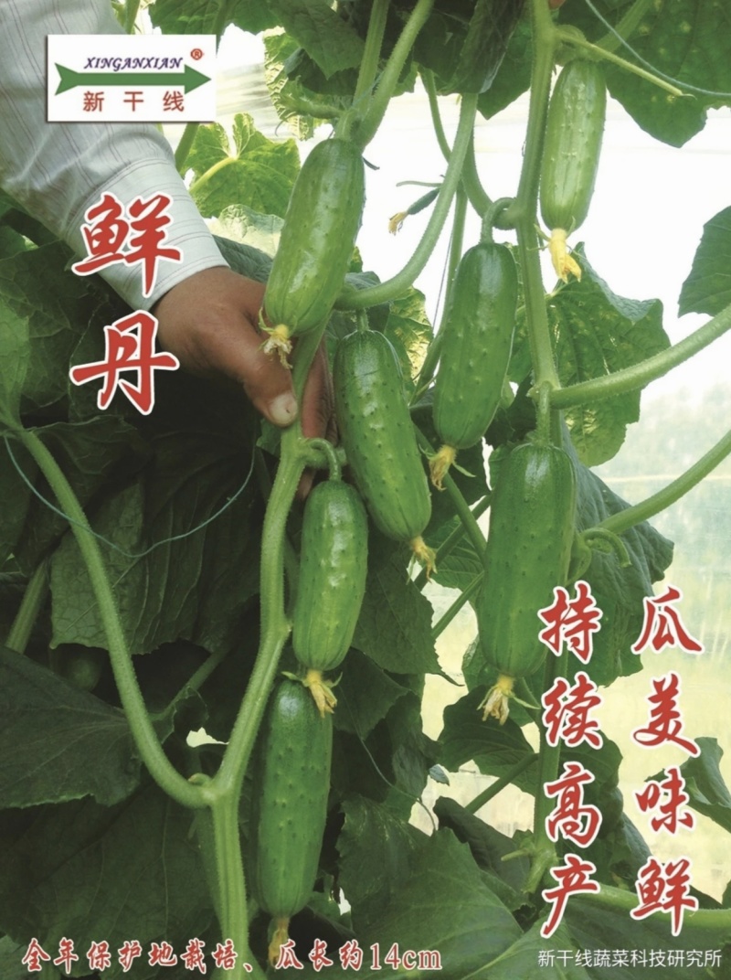 鲜丹水果黄瓜种子甜脆鲜美节节有瓜高产短棒型小黄瓜种子
