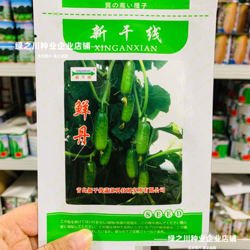 鲜丹水果黄瓜种子甜脆鲜美节节有瓜高产短棒型小黄瓜种子