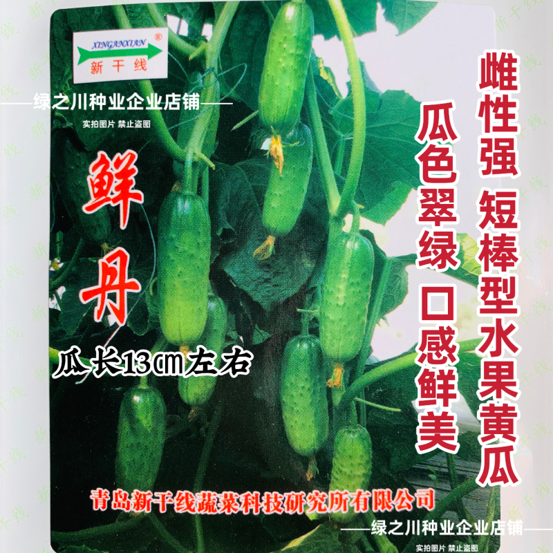 鲜丹水果黄瓜种子甜脆鲜美节节有瓜高产短棒型小黄瓜种子