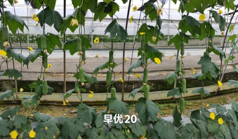 春润早优20肉丝瓜种子短棒形清香丝瓜种籽味甜清脆硬度好
