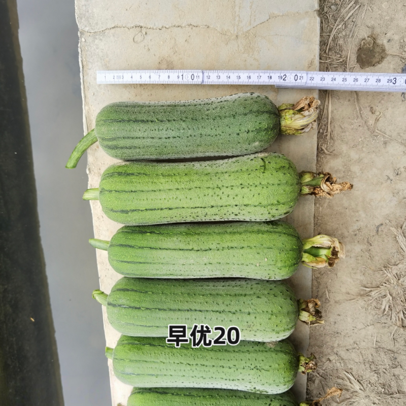 春润早优20肉丝瓜种子短棒形清香丝瓜种籽味甜清脆硬度好