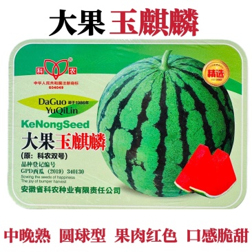 大果玉麒麟西瓜种子中晚熟大瓜脆甜西瓜种子水果种籽高抗枯萎