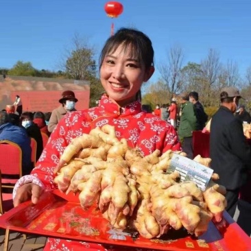 山东生姜供应【市场/出口/电商/零售】保质保量、坏烂包赔