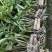 球花石斛