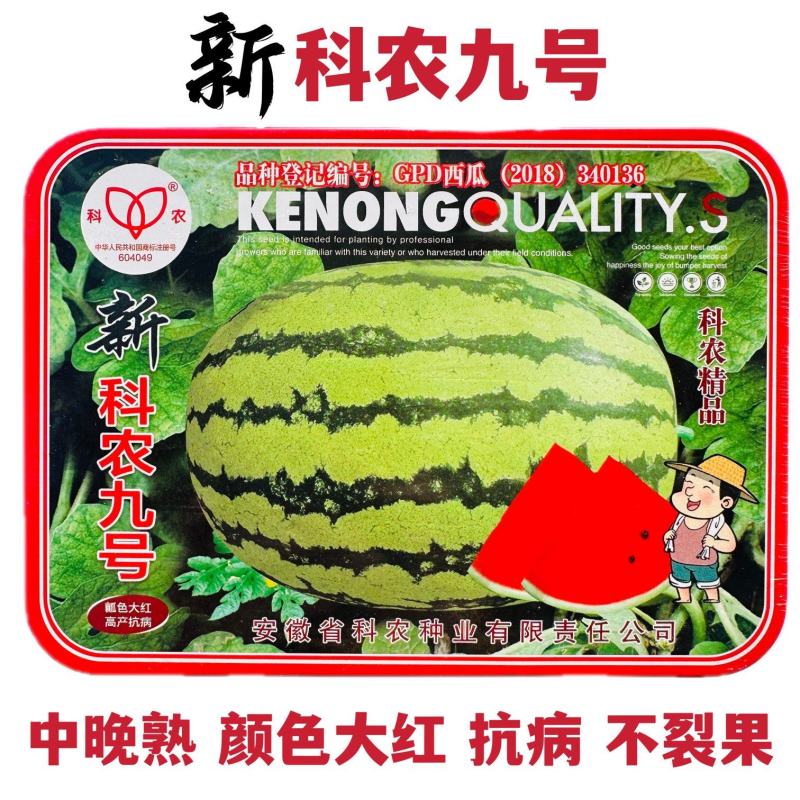 新科农九号西瓜种子大红瓤椭圆形特大西瓜种子中晚熟抗病丰产