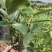 球花石斛
