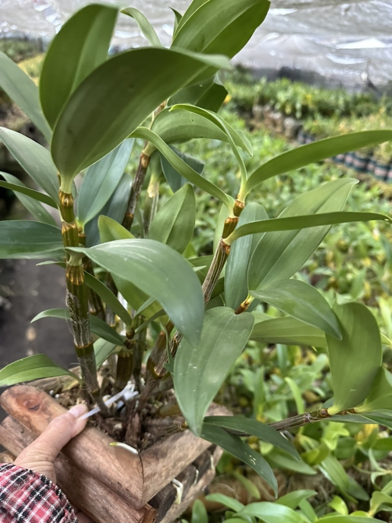 球花石斛
