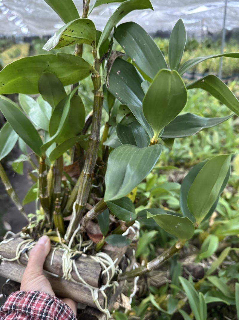 球花石斛
