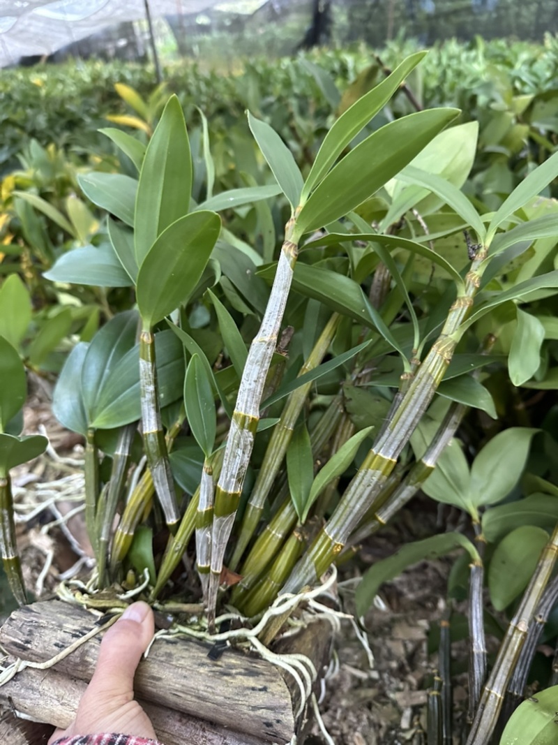 球花石斛