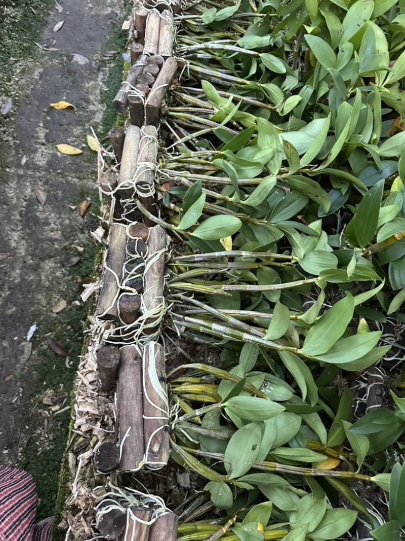 球花石斛