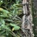 球花石斛