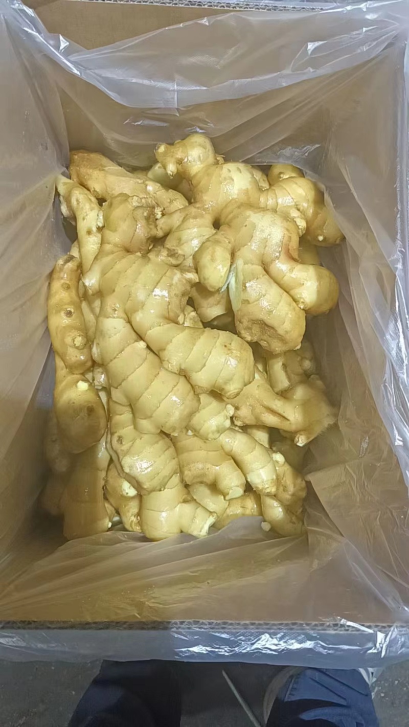 山东生姜供应【市场/出口/电商/零售】保质保量、坏烂包赔