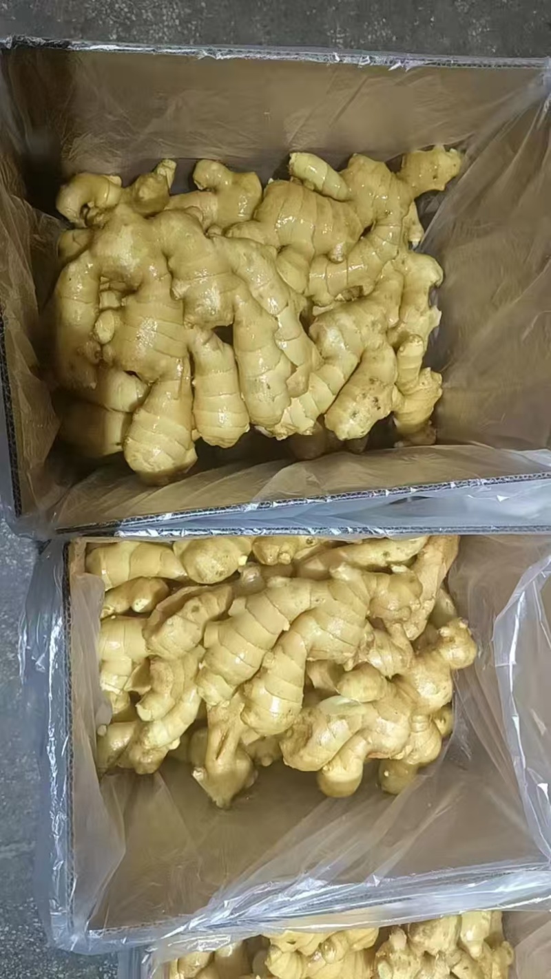 山东生姜供应【市场/出口/电商/零售】保质保量、坏烂包赔