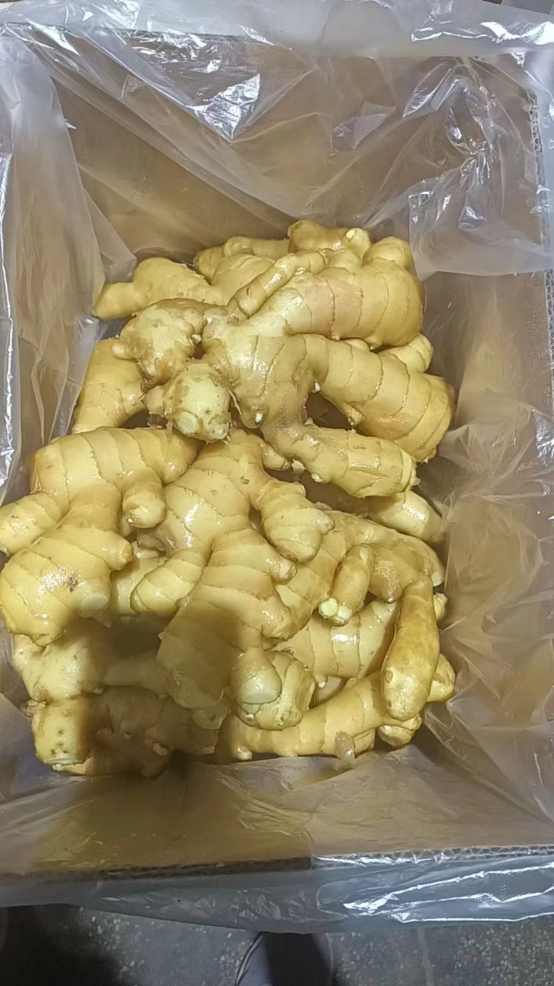 山东生姜供应【市场/出口/电商/零售】保质保量、坏烂包赔