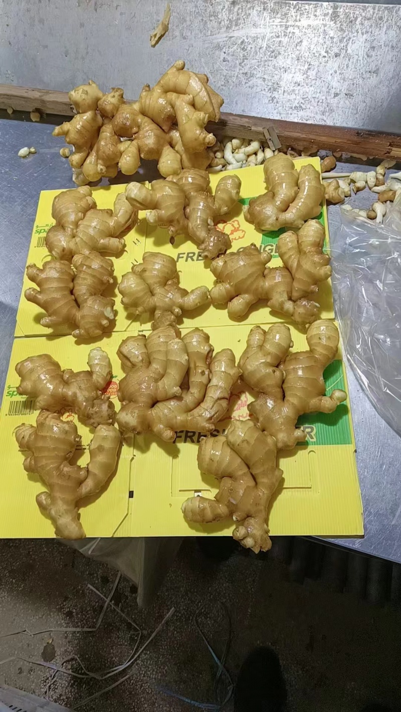 山东生姜供应【市场/出口/电商/零售】保质保量、坏烂包赔