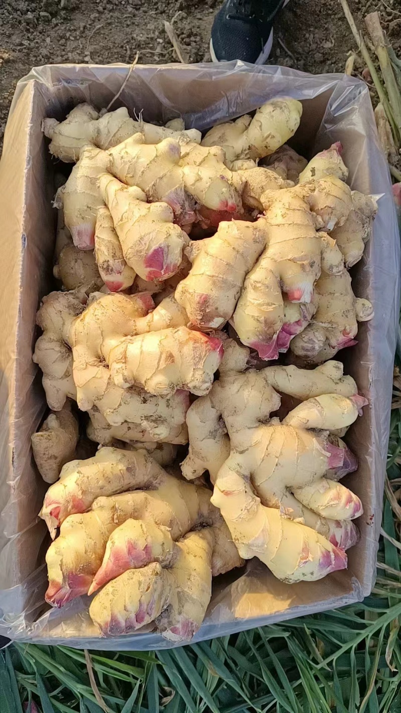 山东生姜供应【市场/出口/电商/零售】保质保量、坏烂包赔