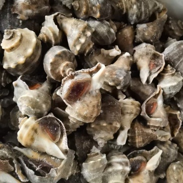 单冻大海螺全国发货可视频看货量大从优欢迎选购