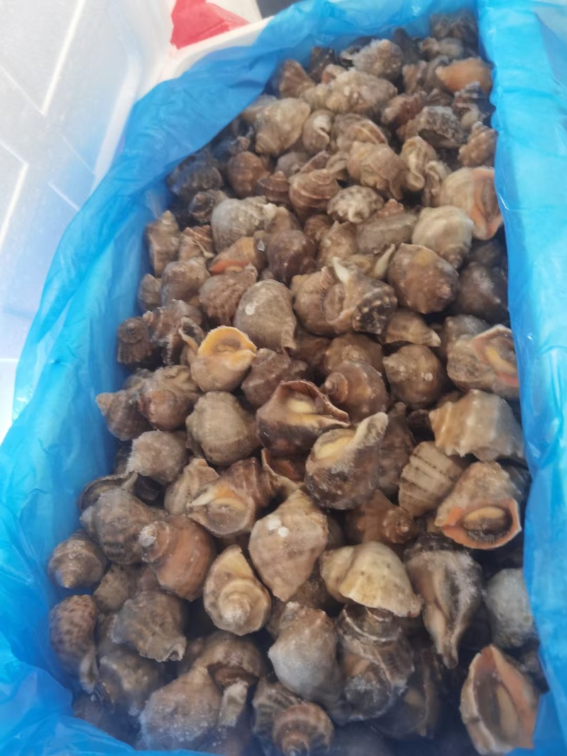 单冻大海螺全国发货可视频看货量大从优欢迎选购