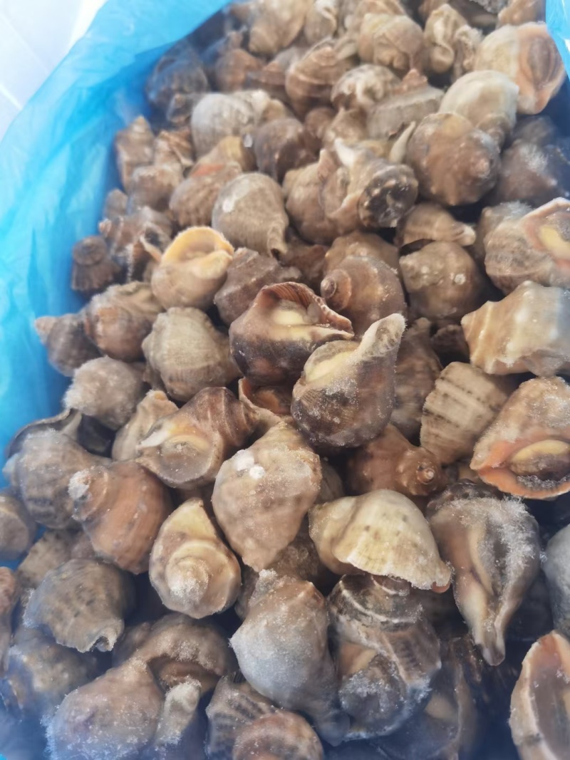 单冻大海螺全国发货可视频看货量大从优欢迎选购