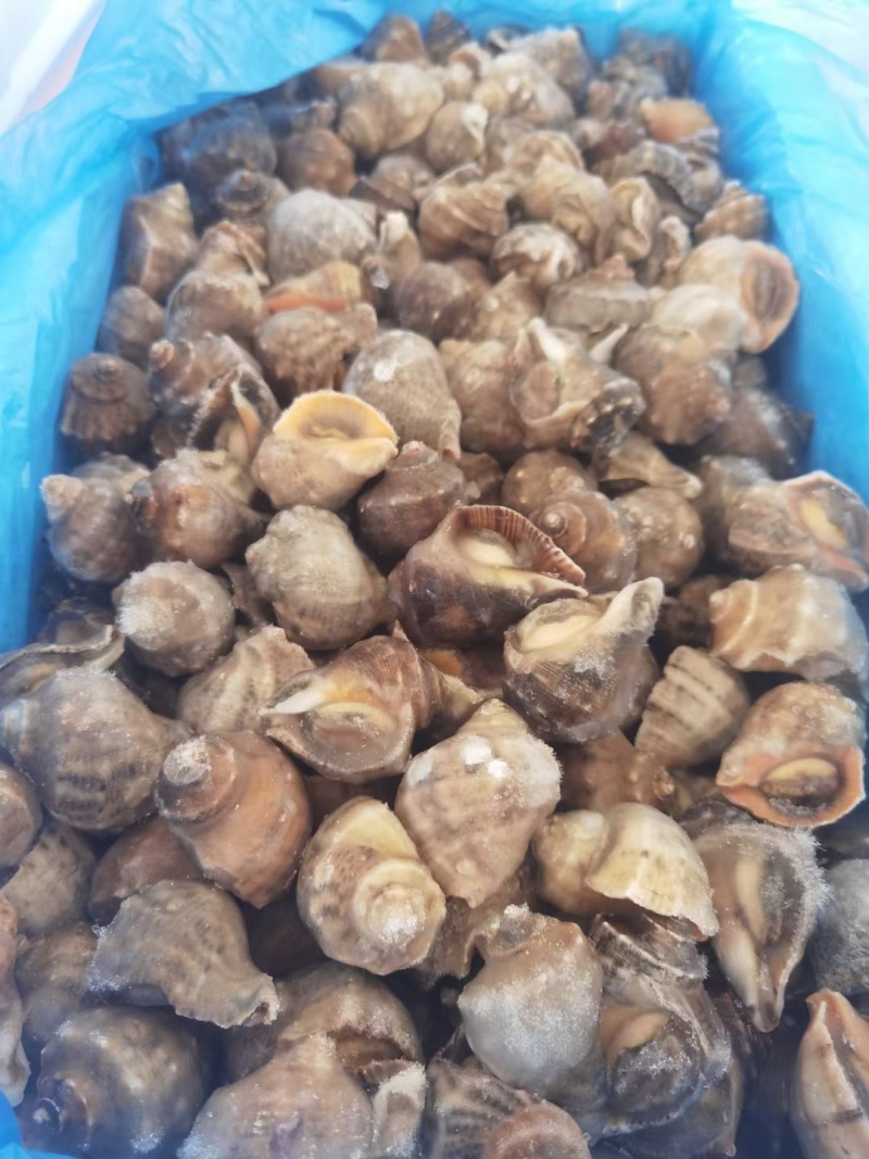 单冻大海螺全国发货可视频看货量大从优欢迎选购
