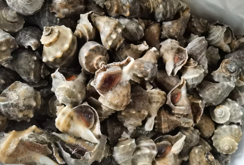 单冻大海螺全国发货可视频看货量大从优欢迎选购