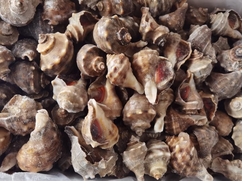 单冻大海螺全国发货可视频看货量大从优欢迎选购