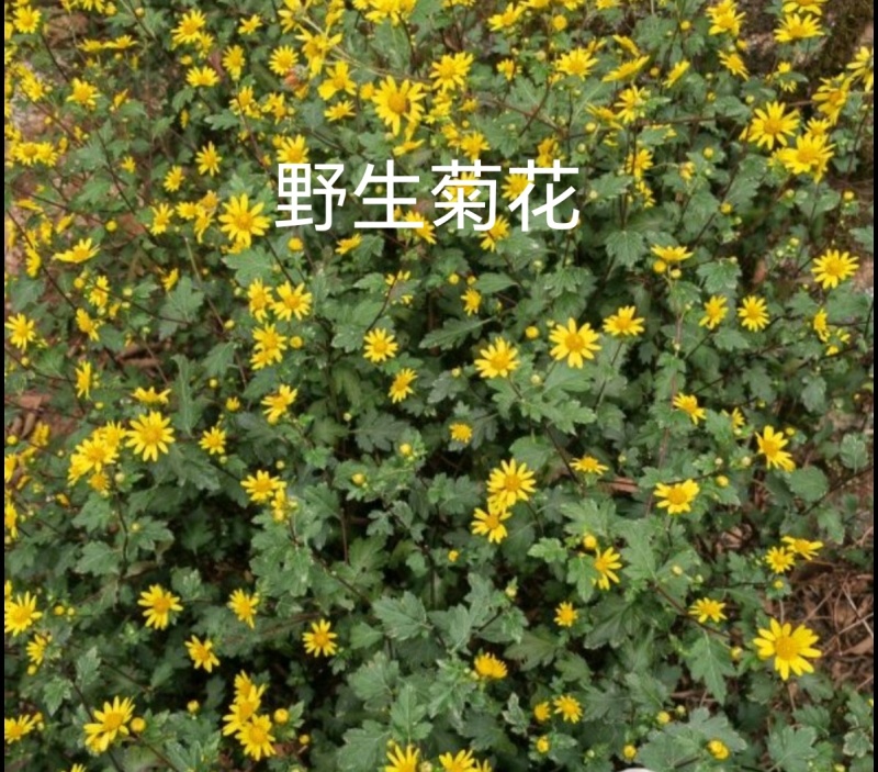 贵州野生菊花茶新货头菜晾晒黄金菊花
