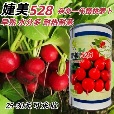 婕美528樱桃萝卜种子早熟一代杂交种子小萝卜红丁萝卜种子