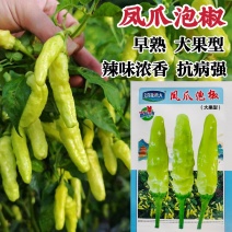 凤爪泡椒种子特辣小米辣种子早熟白米辣朝天椒种子辣香味浓