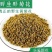 野生菊花头采黄金菊花