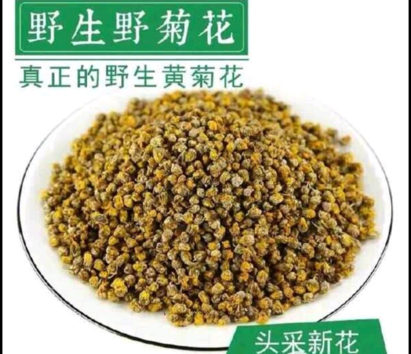 野生菊花头采黄金菊花