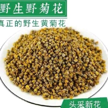 野生菊花头采黄金菊花