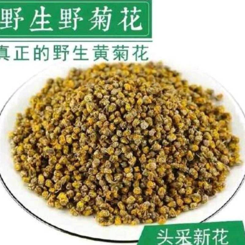 野生菊花头采黄金菊花