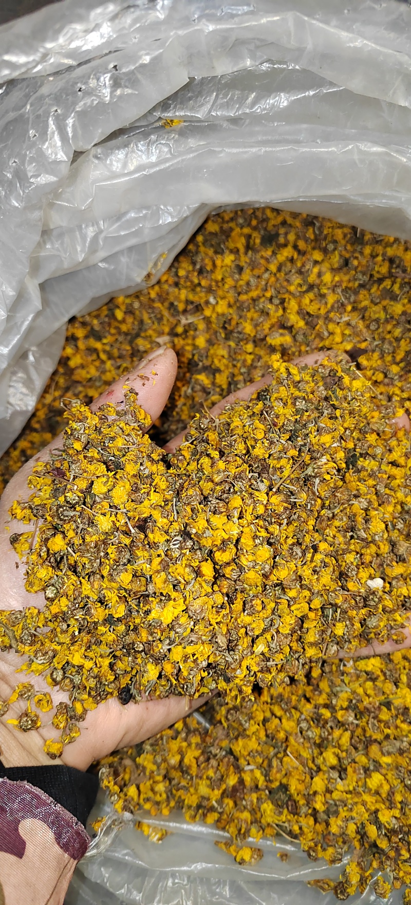 野生菊花头采黄金菊花