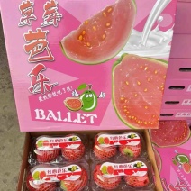 六合一礼盒芭乐**